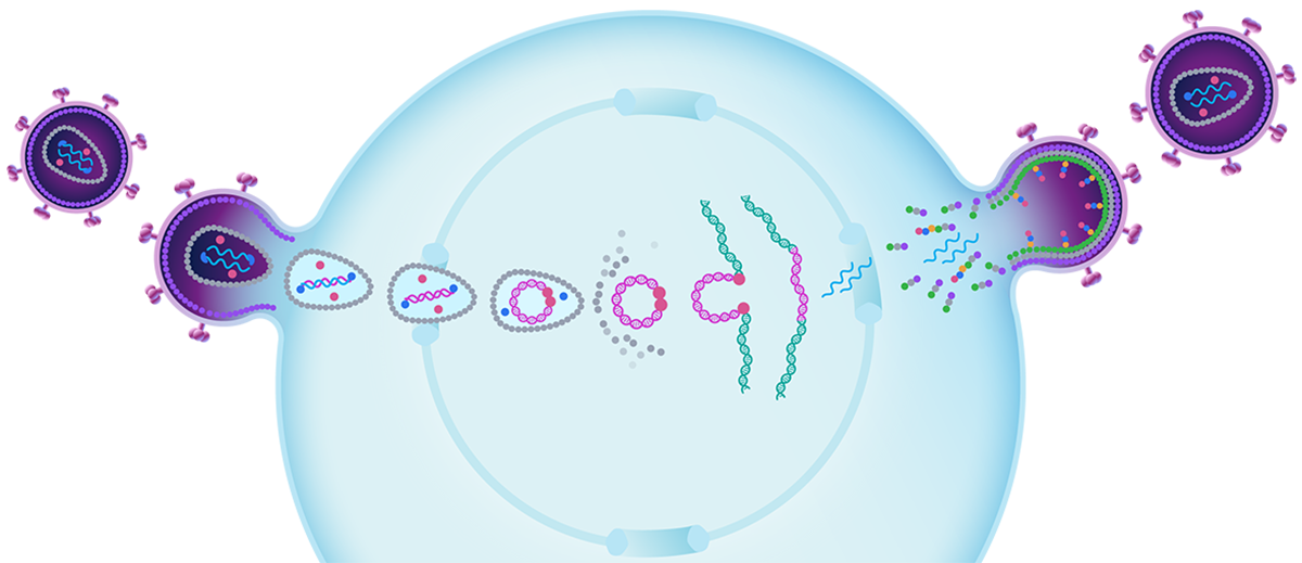 HIV Lifecycle Vector
